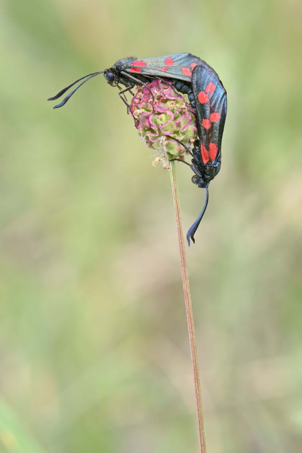 Conferma Zygaena filipendulae